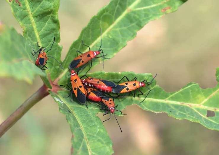 Garden Bird Netting: Protect Your Plants From Pests & Predators