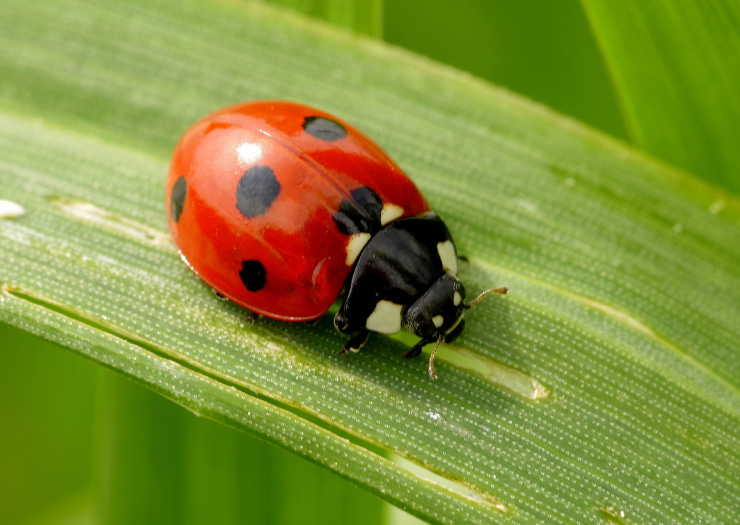 Lady Bugs - Tips for a Successful Release of these Beneficial Insects -  Walt's Organic Fertilizer Co.