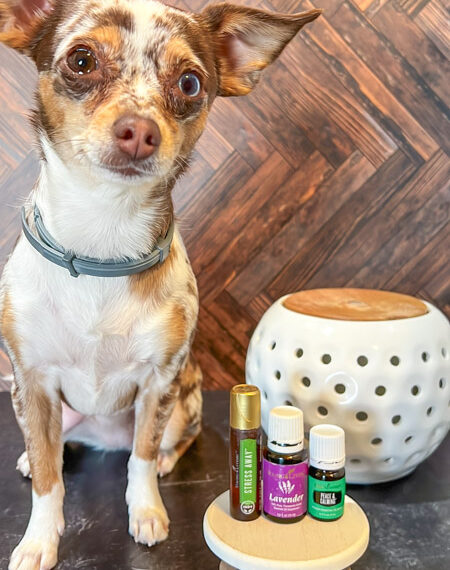 Tilly Essential Oils for Dogs Diffuser