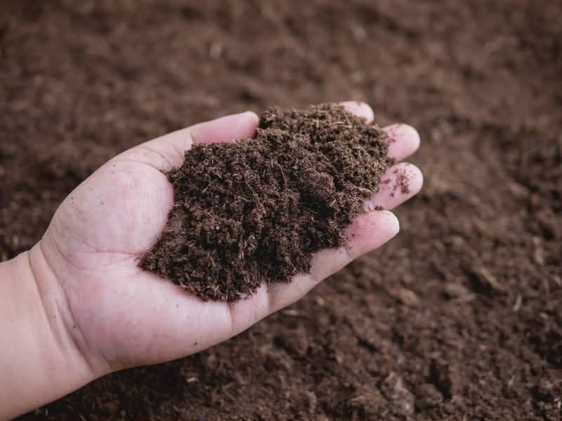 peat moss helps get rid of bugs