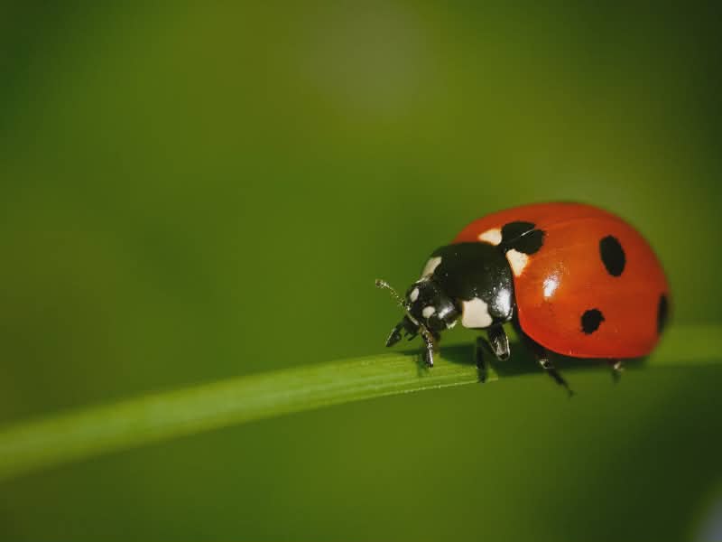 lady bugs get rid of bugs