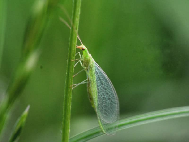 lace wings get rid of bugs