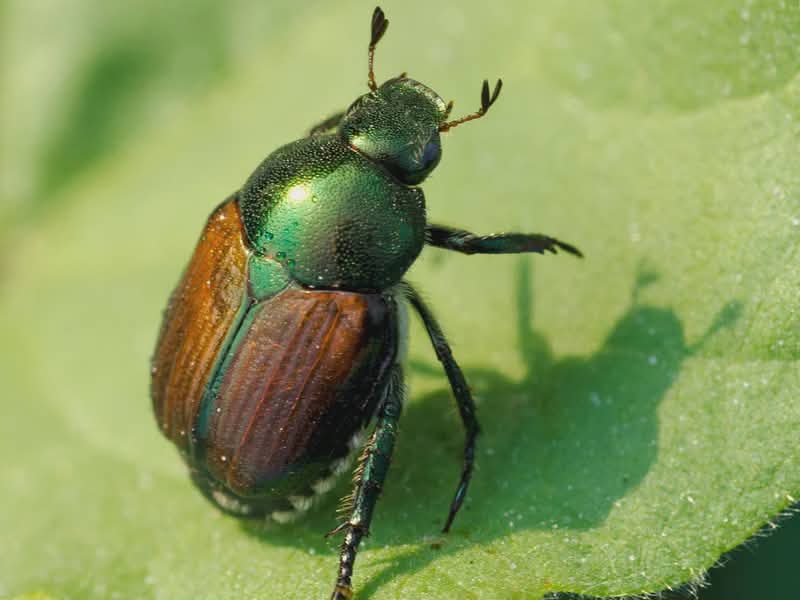 beatle