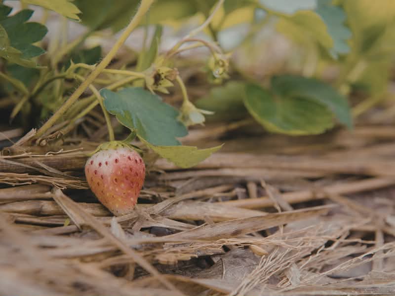 using straw as mulch to help get rid of bugs