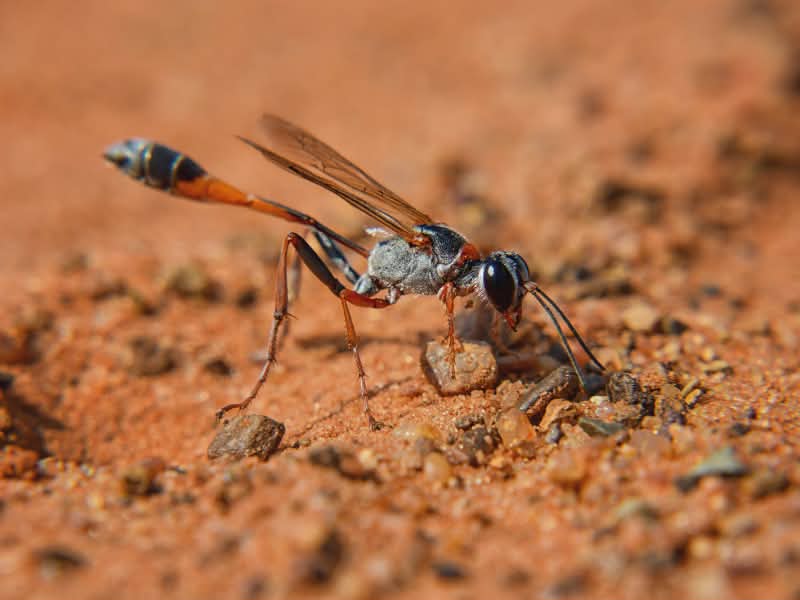 predatory wasps get rid of bugs