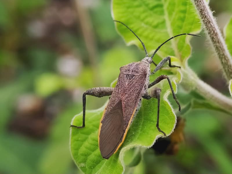 squash bug