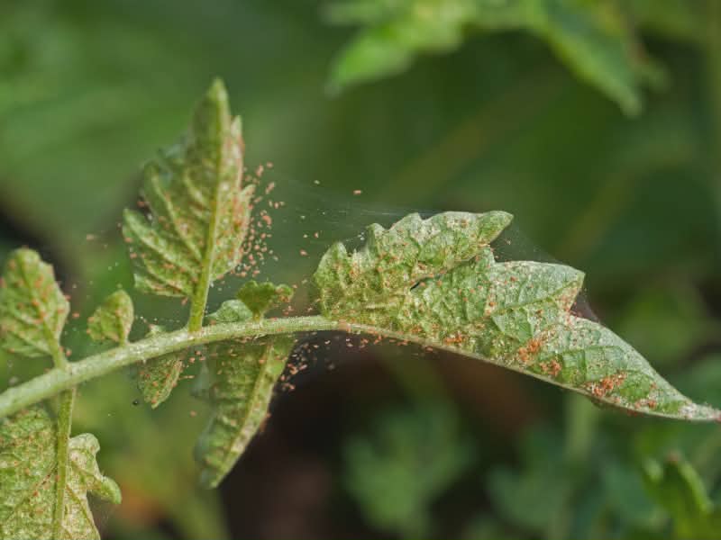 spider mites