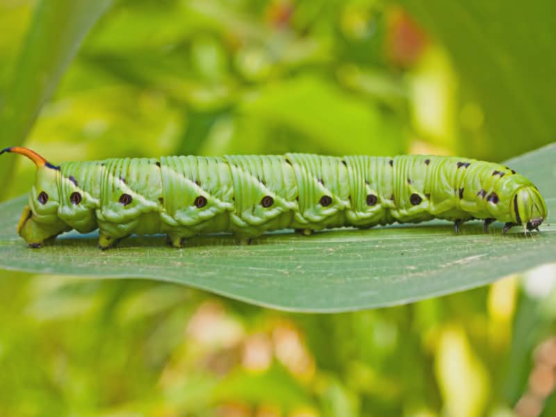 caterpillar