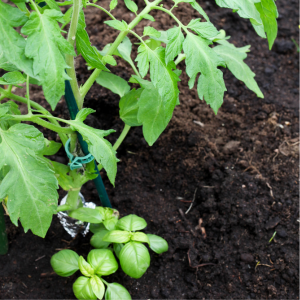 tomato and basil
