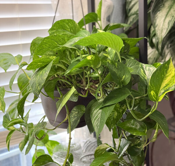 Low Maintenance house plants pothos plant