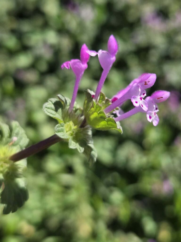Henbit closeup for the nutritional benefits of henbit