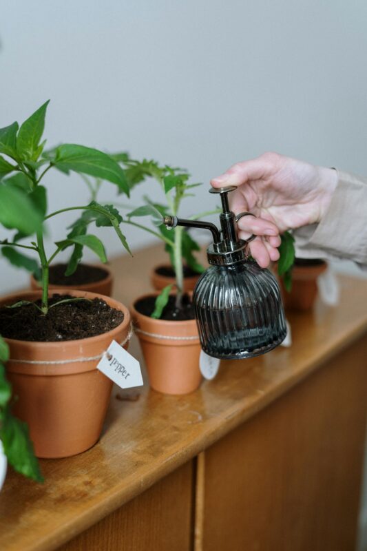 Close-up of hand watering potted plants indoors