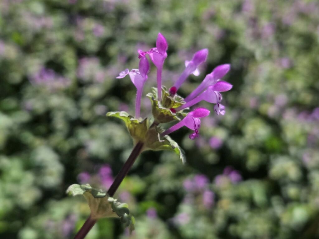 How to harvest henbit