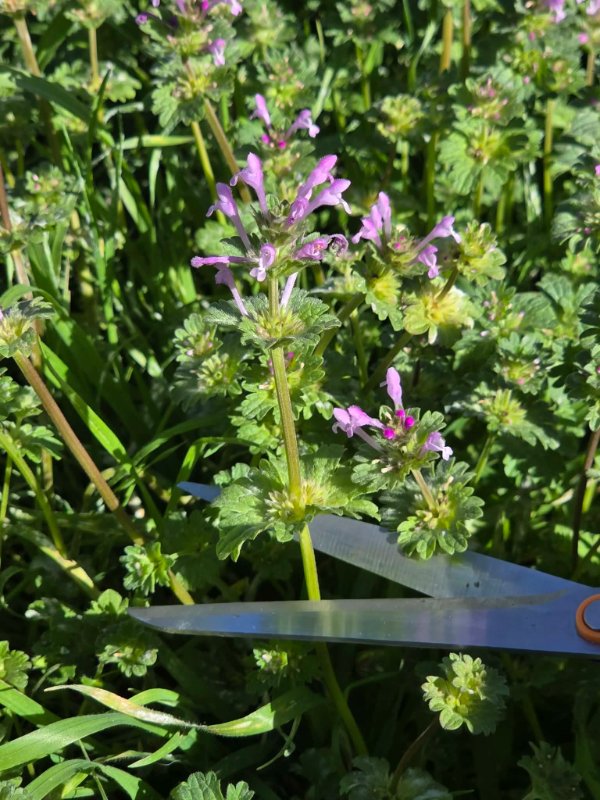 harvesting henbit