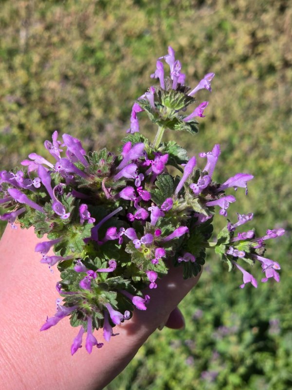 harvested henbit