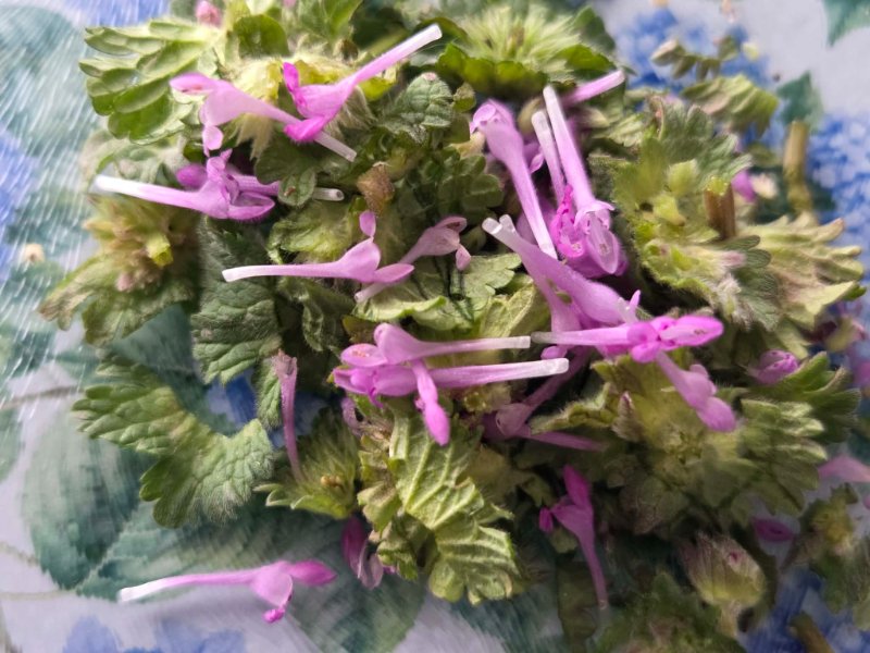 chopped henbit