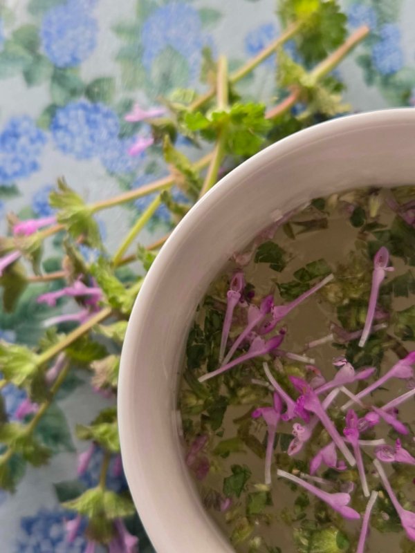 Steeping Henbit Tea