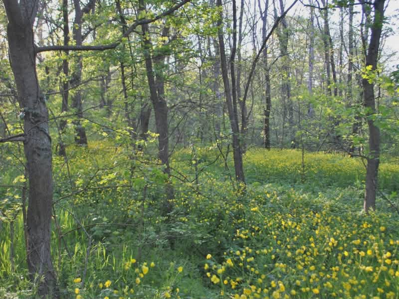 woods of oklahoma
