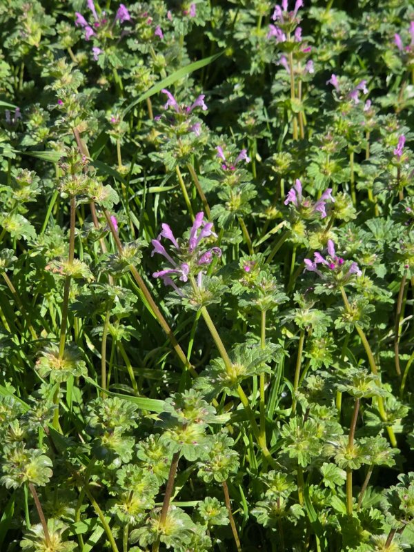 Henbit in yard