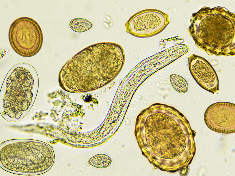 parasites
