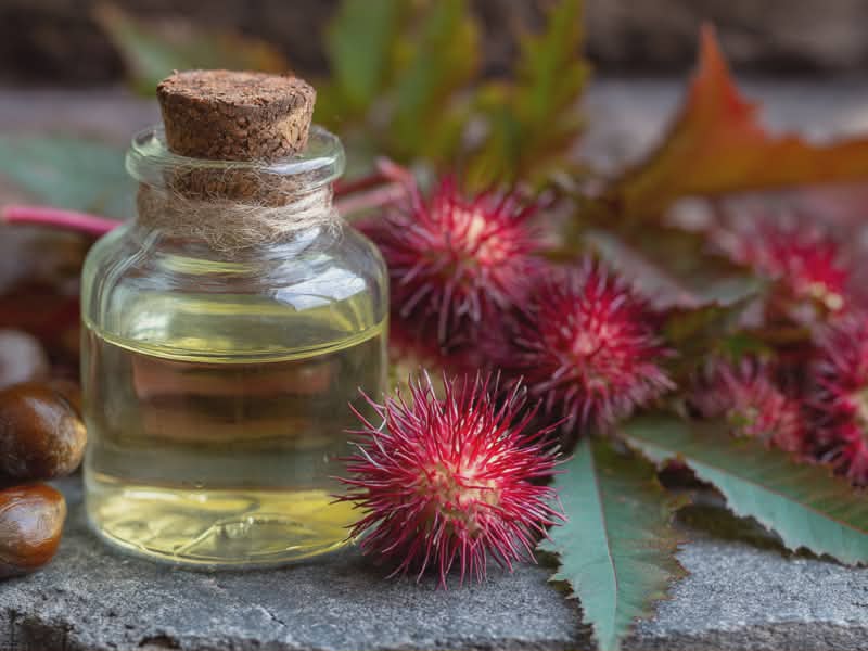 castor oil with castor oil plant