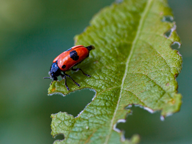 bug eating a leaf