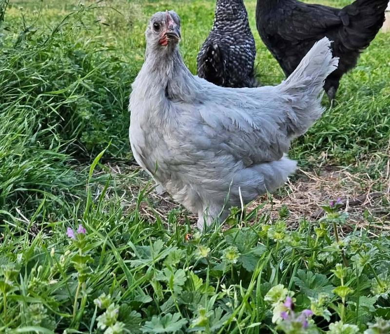 chicken
