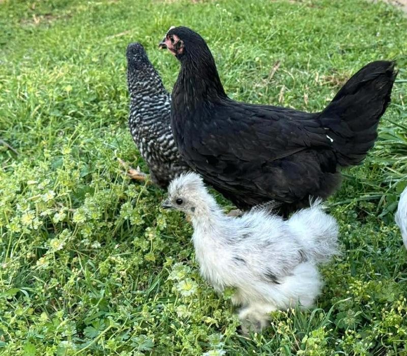 chickens love henbit