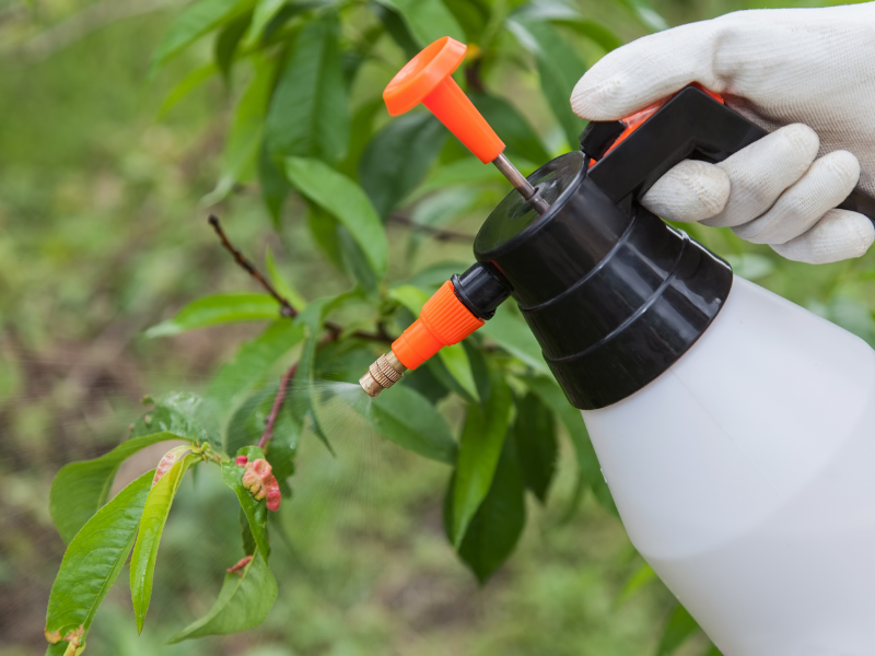 spraying organic insecticide to get rid of bugs