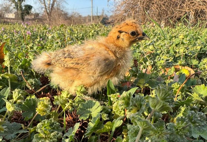chick