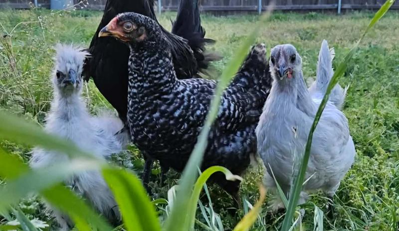 chickens love henbit