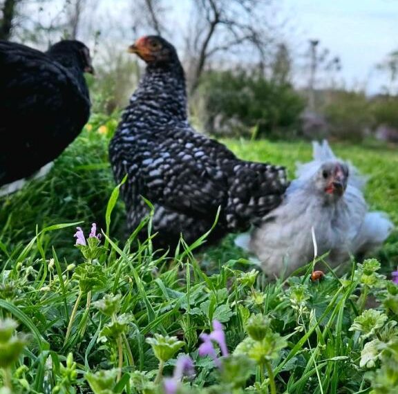 chickens love henbit