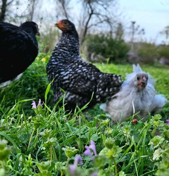 Can Chickens Eat Henbit? (Spoiler: They Love It)