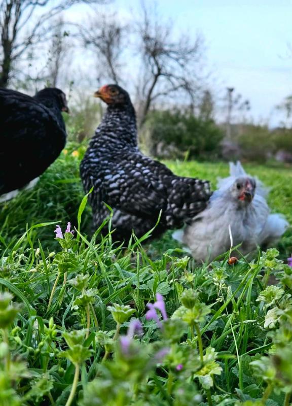 chickens love henbit