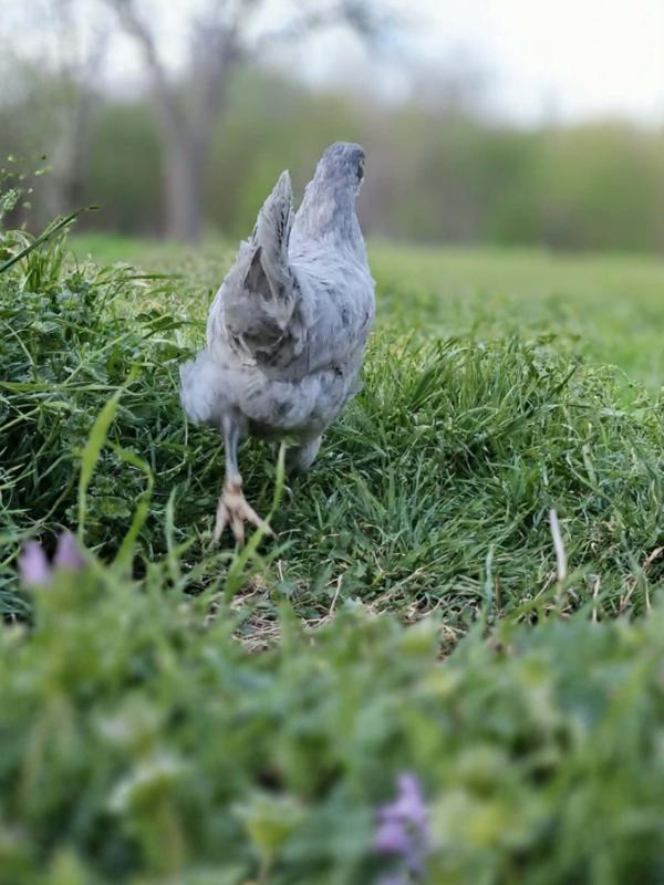 chickens love henbit