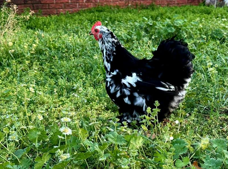 chickens love henbit