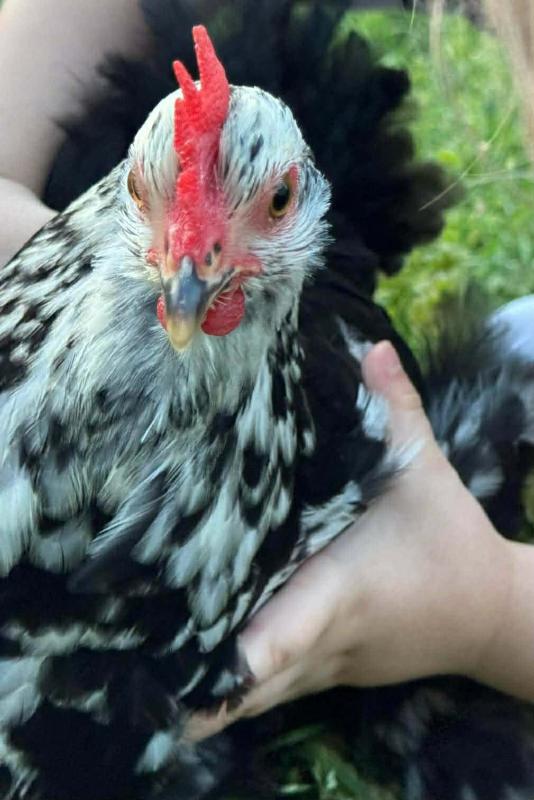 chickens love henbit