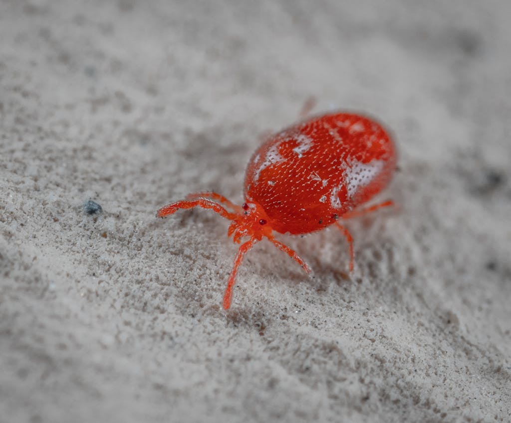 Detailed close-up of a red velvet mite on sand, showcasing its vibrant color and texture.