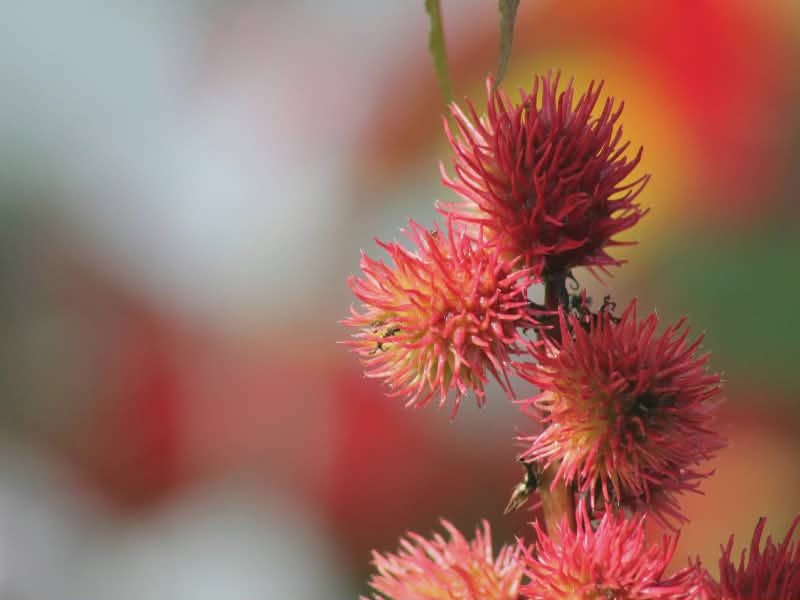 castor oil plant