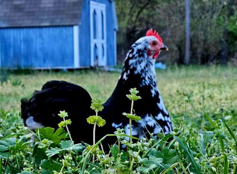 Chicken in backyard