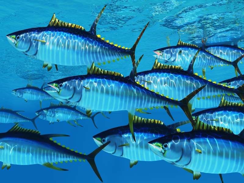 tuna heavy metal toxins