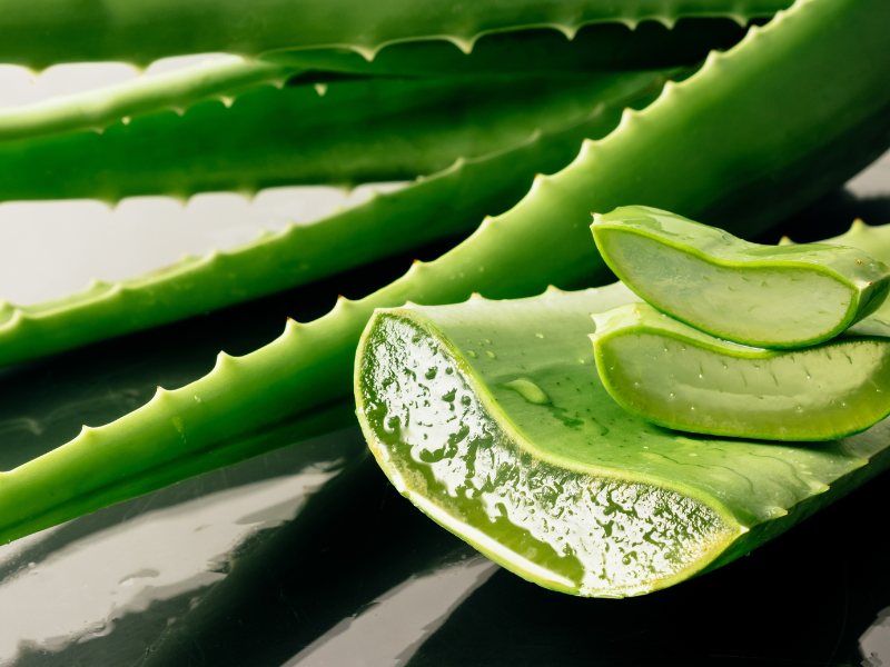 Growing Aloe Vera and Using It for Home Remedies