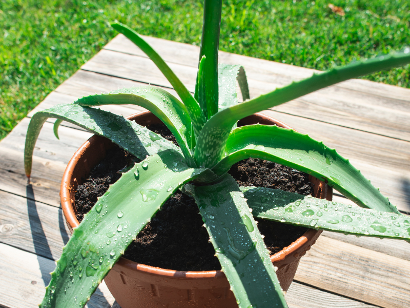 Growing aloe vera