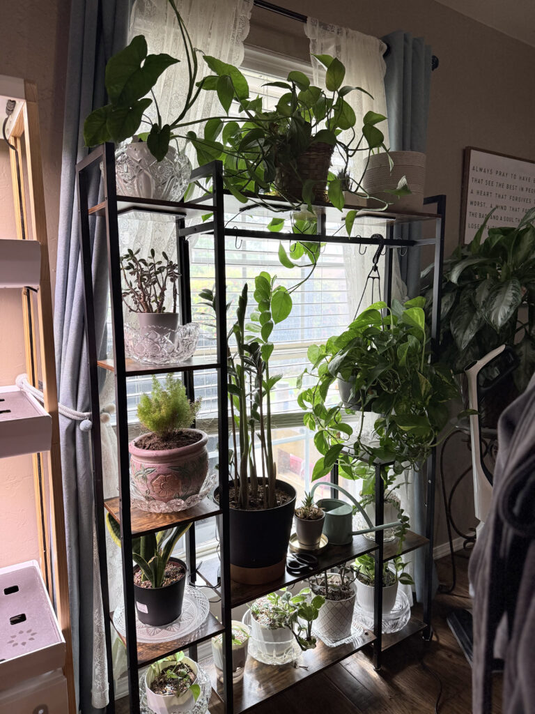 houseplants on shelf