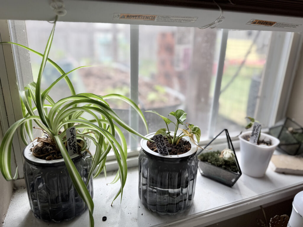 propagating houseplants in my house