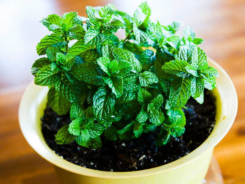 Mint  herb for Propagating houseplants