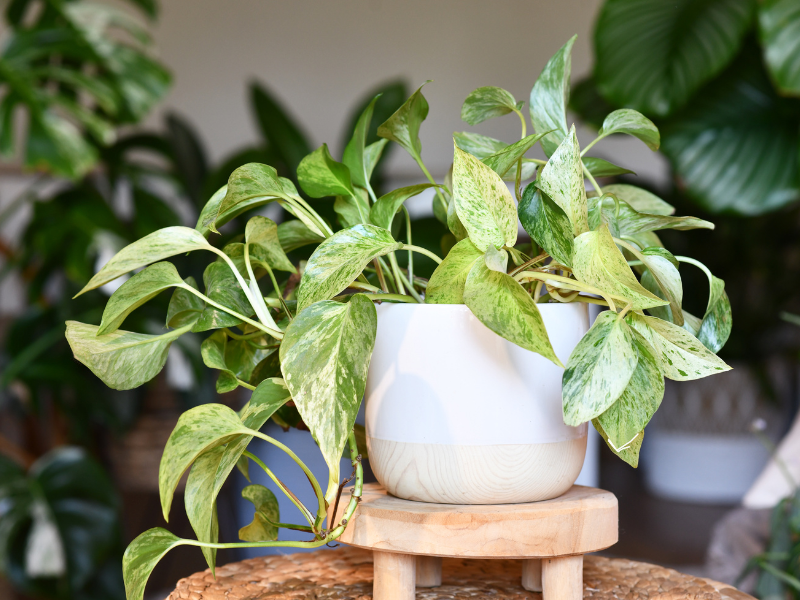 Pothos plant for Propagating Houseplants