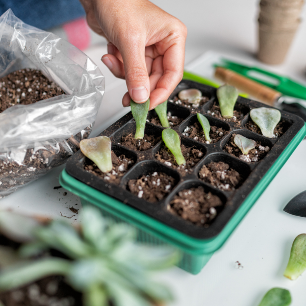 Propagating Plants