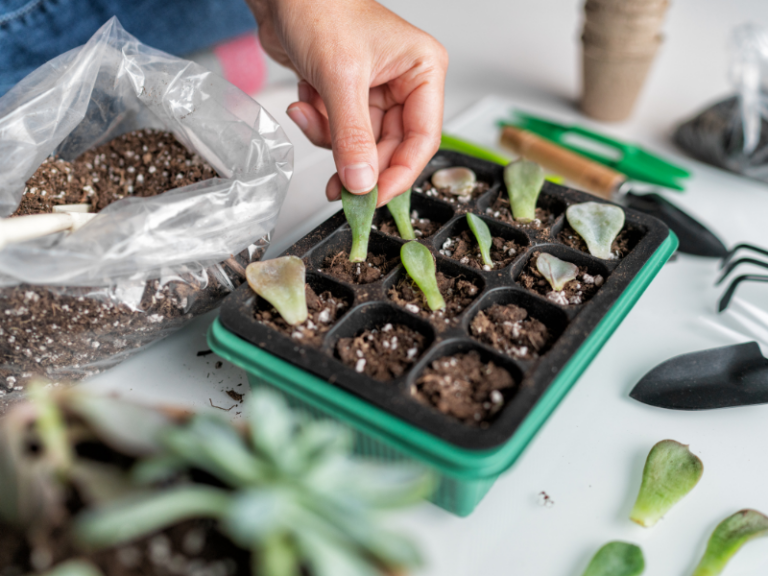 Propagating Plants