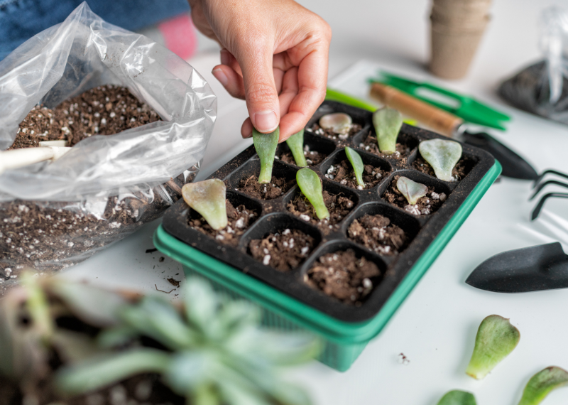 Propagating Houseplants: Growing Your Indoor Garden for Free
